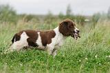 SPRINGER SPANIEL 057